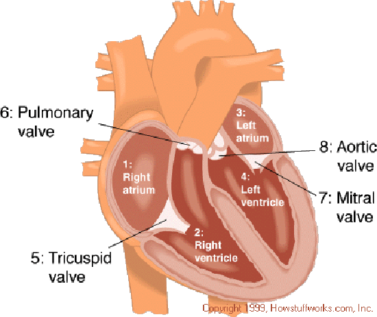 slice view of the human heart