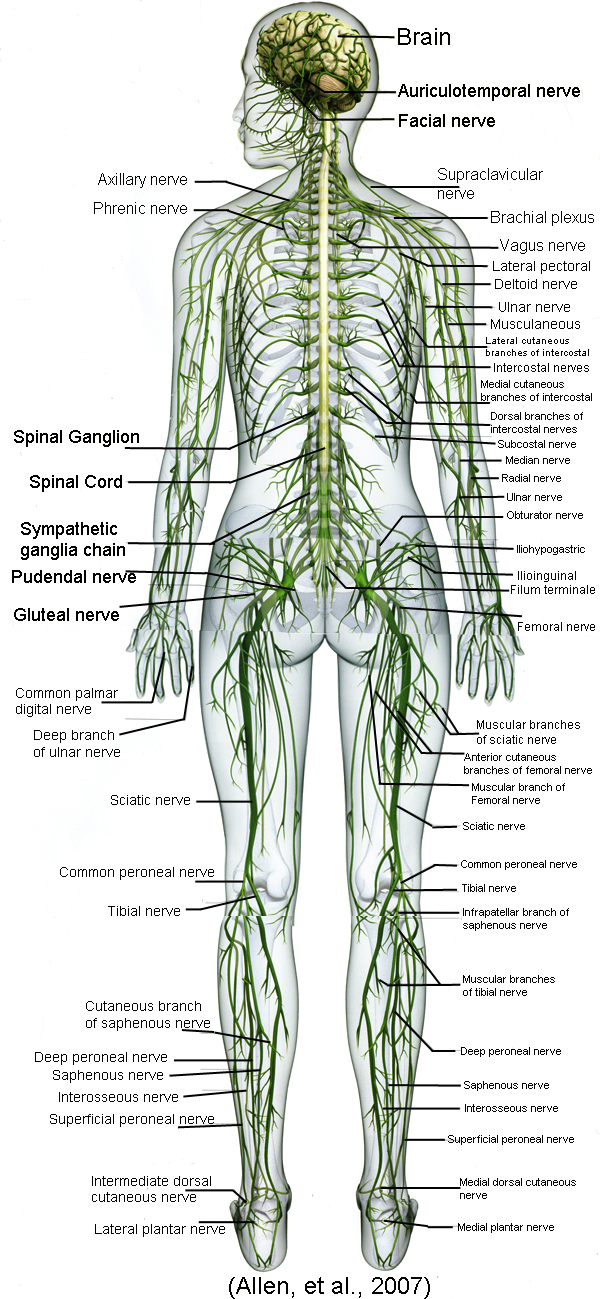 Full body diagram of all nerves