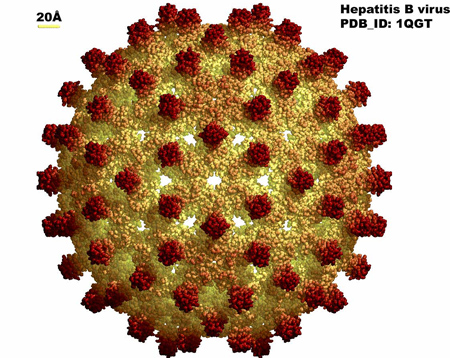 Hepatitis B Virus